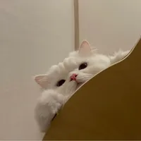 original sound - laceyishh