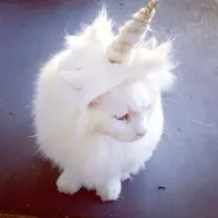 use this sound if your stupid