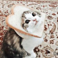 meowzers591