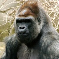 alkuperäinen ääni