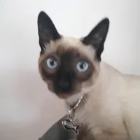 original sound - sandra_pets