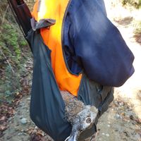 πρωτότυπος ήχος