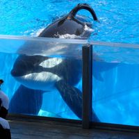 free_the_orcas_1
