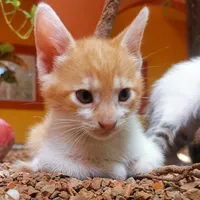 original sound - mandarina_2523