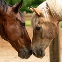 equievolution