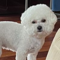 belle_bellyte