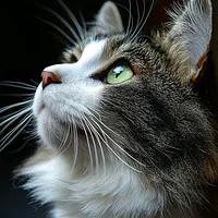 original sound - cato8840