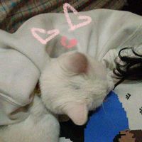 hanislzz