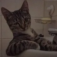 original sound - anderson_lpal