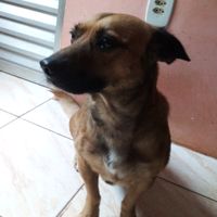 pintaosinho