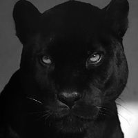 black.ar1