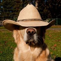 countrycalling