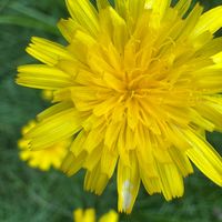 dendillion_._the_._lion