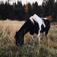 horse._.stuff.23