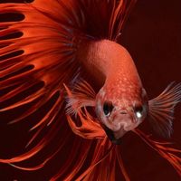the.fish._