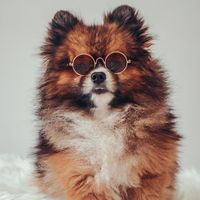skythepomeranian25