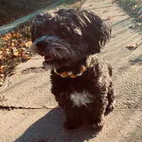 original sound - _agility_emma_