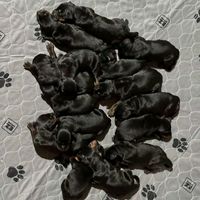 original sound