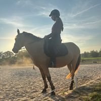 dumbass_equestrian.whi