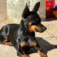 pinscher.ariel