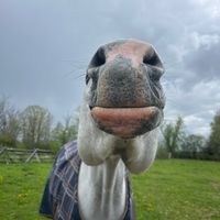 maddiethe_equestrian