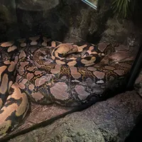 happier than ever billie eilish