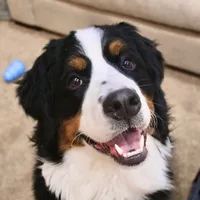 original sound - nash.the.berner