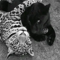 original sound - wkiarakim