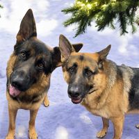 trooper_and_sarge