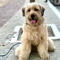 original sound - lion_noah