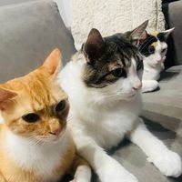 felinos.furiosos