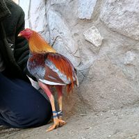 gallerapijorrosergio