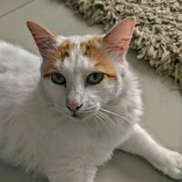 tamagoji.gato.das.gatas