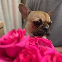 thefrenchietokyo