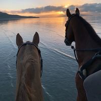 caballos_edits133