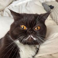 amandaamandaamandaamshow