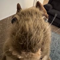 fattyrattyrats