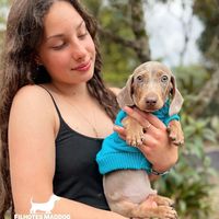 filhotesdachshundsss