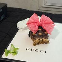 apriltheladytortoise