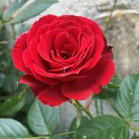 se.dil