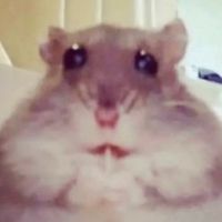 myhamsterworksatmcdonald