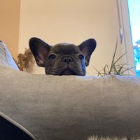 bluefrenchiedog_luna