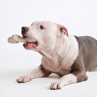 thor.americanpit