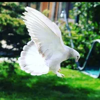 original sound - guvercinderyasi