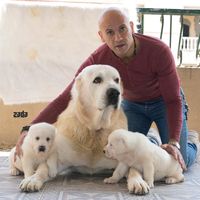 ahmedhassibassadkennel