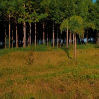 buti_0306