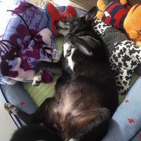 litoscorpions_oficial