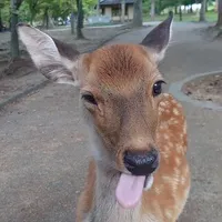 original sound - jesserdeer