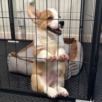 apocorgi