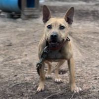 dreamlandkennels
